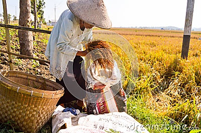 Elderly farmer collecting paddy Editorial Stock Photo