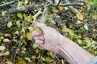 Elderly farmer grandfather hand pulls out of a heap a cut branch Stock Photo