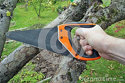 Elderly grandfather gardener saws off old apple tree branches wi Stock Photo