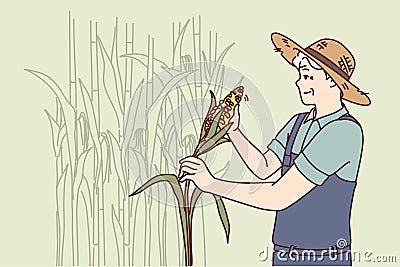 Elderly man farmer harvests corn at plantation for further sale at organic fruit and vegetable fair Vector Illustration