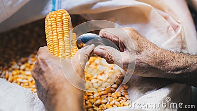 Elderly man hands unwrapping yellow corn kernels with spoon and prying them from pods. Animal feed Stock Photo