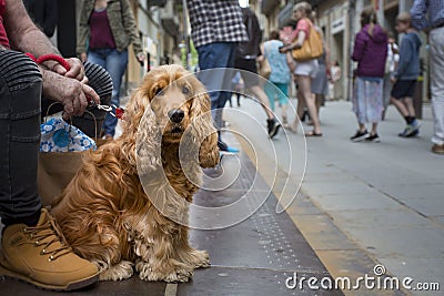 elderly man holds an English cocker spaniel on leash while sitting on street Editorial Stock Photo