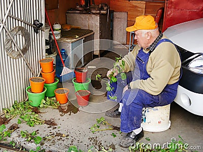 Elderly man plants geranium seedling in pots Editorial Stock Photo