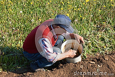 Elderly man takes potatoes from a bucket for planting in a garden Stock Photo