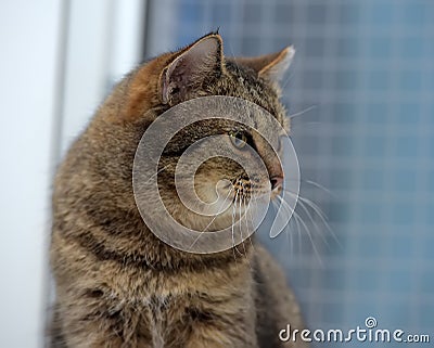 Elderly tabby cat Stock Photo