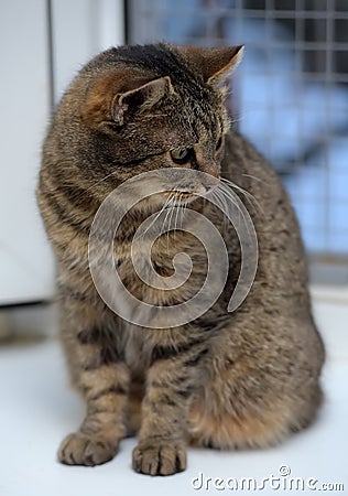 Elderly tabby cat Stock Photo