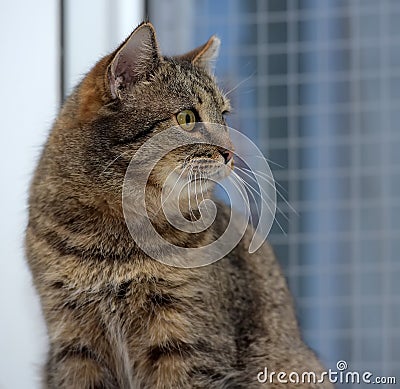 Elderly tabby cat Stock Photo