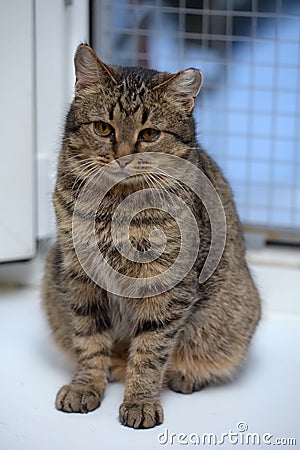 Elderly tabby cat Stock Photo