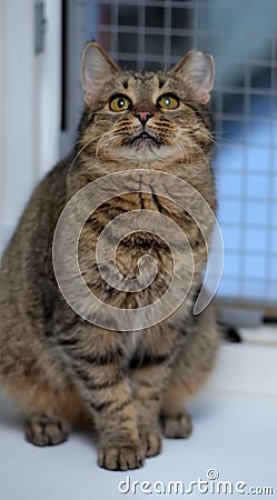 Elderly tabby cat Stock Photo