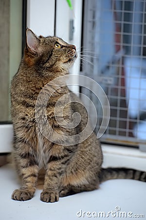 Elderly tabby cat Stock Photo