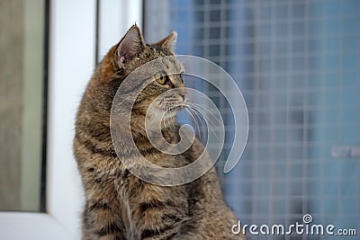 Elderly tabby cat Stock Photo