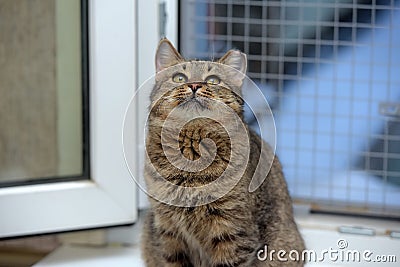 Elderly tabby cat Stock Photo