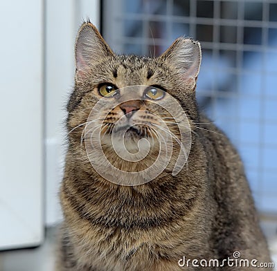 Elderly tabby cat Stock Photo