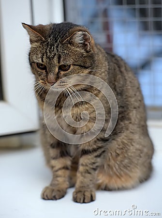 Elderly tabby cat Stock Photo