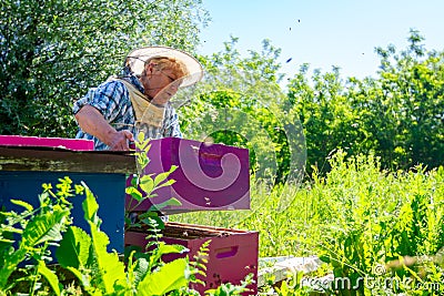 Elderly woman apiarist, beekeeper is working in apiary Stock Photo