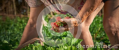 Harvesting fresh organic strawberries. A handful of berries in the hand Stock Photo