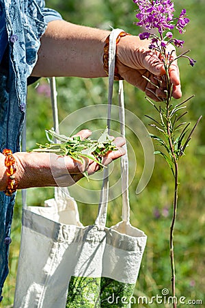 An elderly woman collects the leaves of Ivan-tea for fermentation. Collection of medicinal herbs Stock Photo