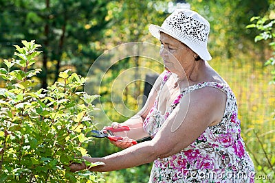 Elderly woman pruning shrubs with pruner Stock Photo