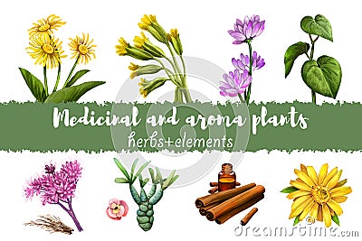 Elecampane and Cowslip, Milkvetch and kava kava, Gravel root and Euphorbia, Cinnamon dry sticks and bottle with remedy and Arnica Cartoon Illustration