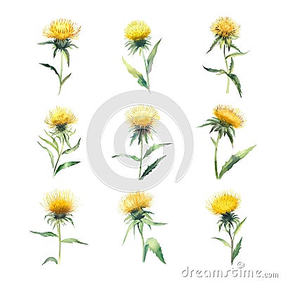 elecampane.Watercolor set of yellow thistle flowers. Vector Illustration