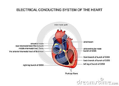 Electric conducting system of the heart Vector Illustration