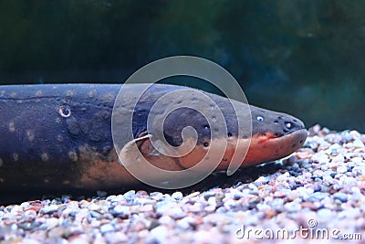 Electric eel Stock Photo