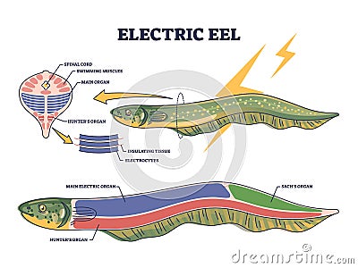 Electric eel anatomy as fish structure with inner organs outline diagram Vector Illustration