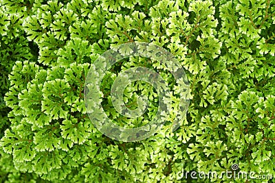 Green electric fern texture and background. Selaginella longipinna in rainforest. Stock Photo