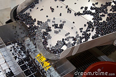 Electric mat sorting grapes to make juice during the grape harvest Stock Photo