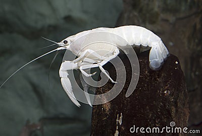 Electric White Crayfish Lobster Stock Photo