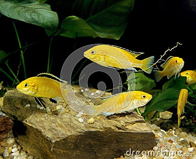Electric Yellow Cichlid, labidochromis caeruleus Stock Photo
