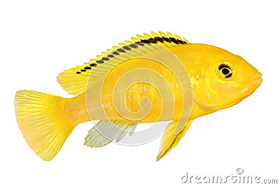 Electric yellow cichlid Labidochromis caeruleus Malawi Aquarium Fish Stock Photo