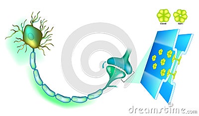 Electrical synapse. Synaptic transmission. Vector Illustration