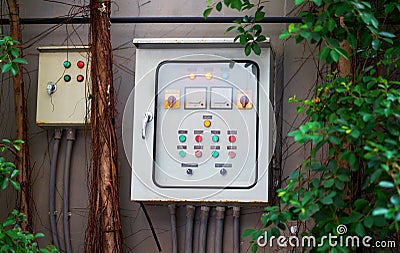 Electricity control box on wall hiding amoung nature tree Stock Photo