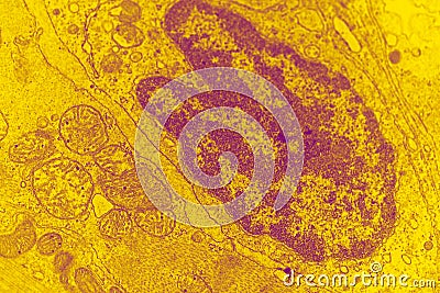 Electron micrograph of a cell nucleus Stock Photo