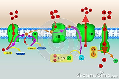 Electron transport chain Stock Photo