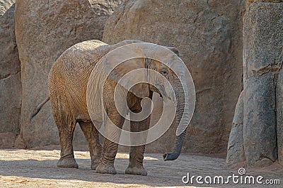 Elefant Stock Photo