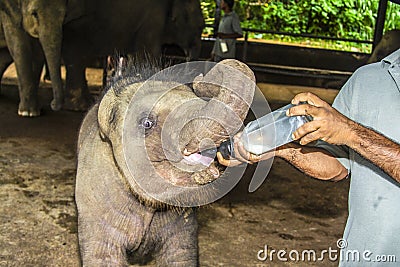 Elefant baby gets milk to drink Stock Photo