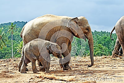 Elefant family in open area Stock Photo