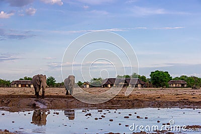 Elephants at the waterhole Stock Photo