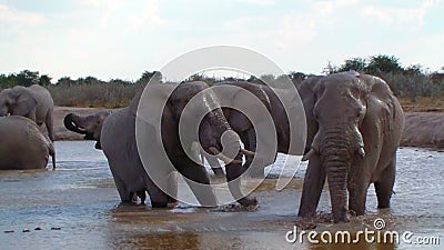 Elefantfamilie, die Aktion in einem waterhole Afrika badet Elefantfamilie, die Aktion in einem waterhole Afrika badet