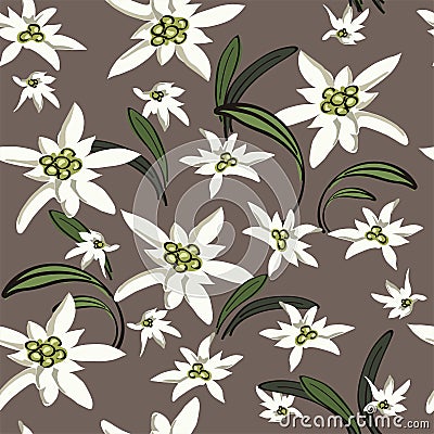 Elegance background with edelweiss flowers Vector Illustration