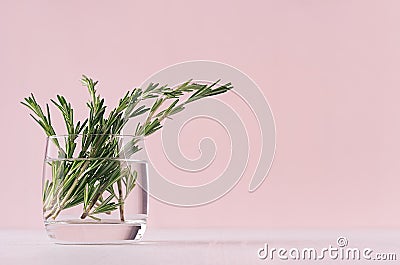 Elegance home decor - fragrant bouquet fresh rosemary in glass vase on white table and fashion pink background. Stock Photo