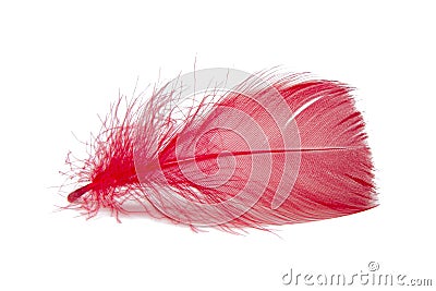 Elegant bird feather colorful isolated on the white background Stock Photo