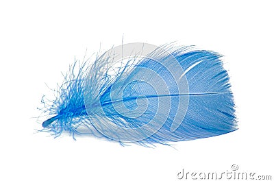Elegant bird feather colorful isolated on the white background Stock Photo