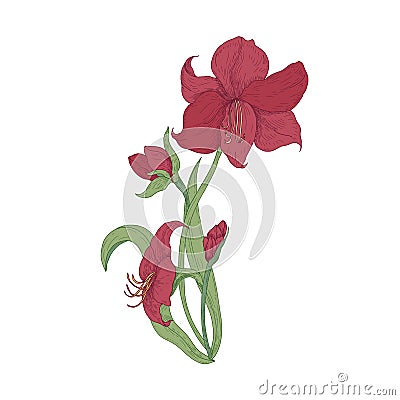 Elegant blooming red Amaryllis flowers, buds and leaves hand drawn on white background. Detailed natural drawing of Vector Illustration