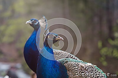 Elegant blue and green birds peacock Stock Photo