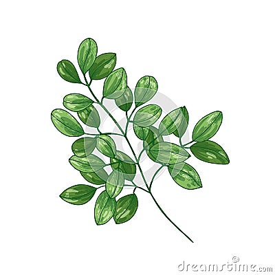 Elegant botanical drawing of Miracle Tree or Moringa oleifera. Tropical herbaceous plant used in phytotherapy isolated Vector Illustration