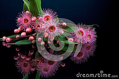 Elegant bouquet of pink Eucalyptus flowers and buds with reflect Stock Photo