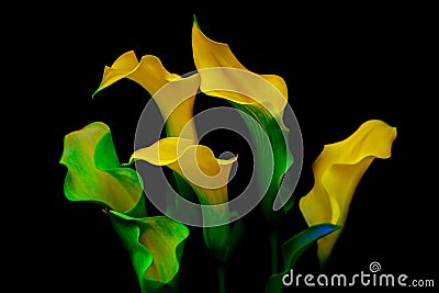 Elegant bunch of calla lilies against dark background Stock Photo